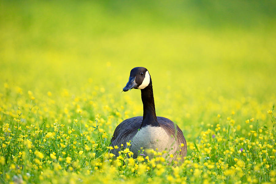 Goose In A Spring Meadow Photograph