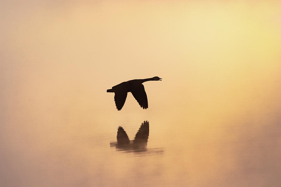 Up Movie Photograph - Goose In Flight Among The Mist by Jordan Hill