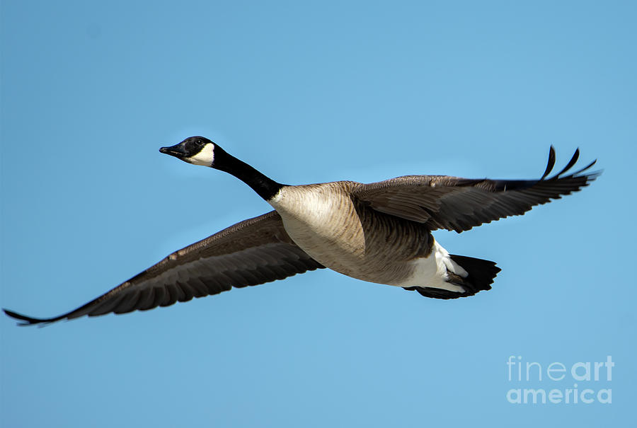 Goose in Flight Close Up Photograph by Sandra Js