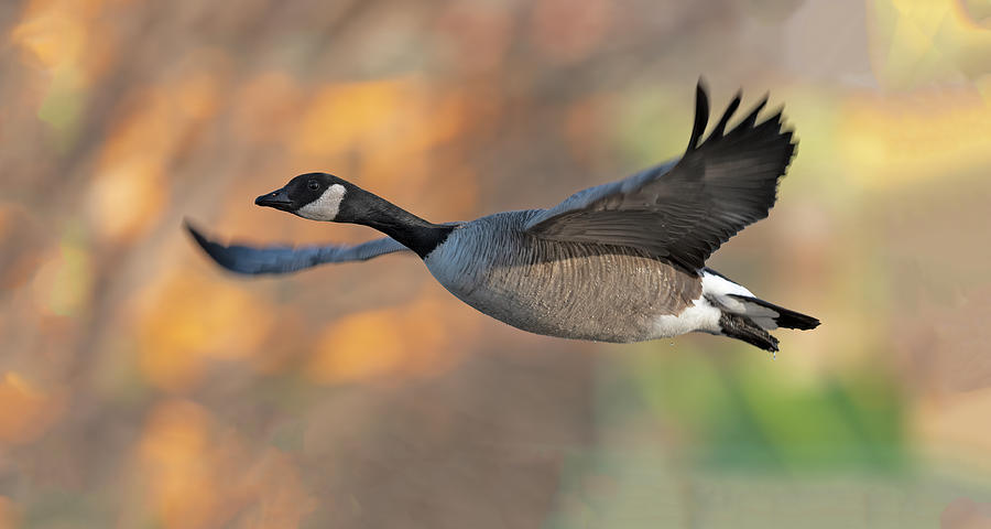 Goose in Flight  Photograph by Gary Langley