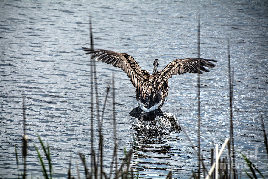 Goose In for the Landing Photograph by Deborah Klubertanz