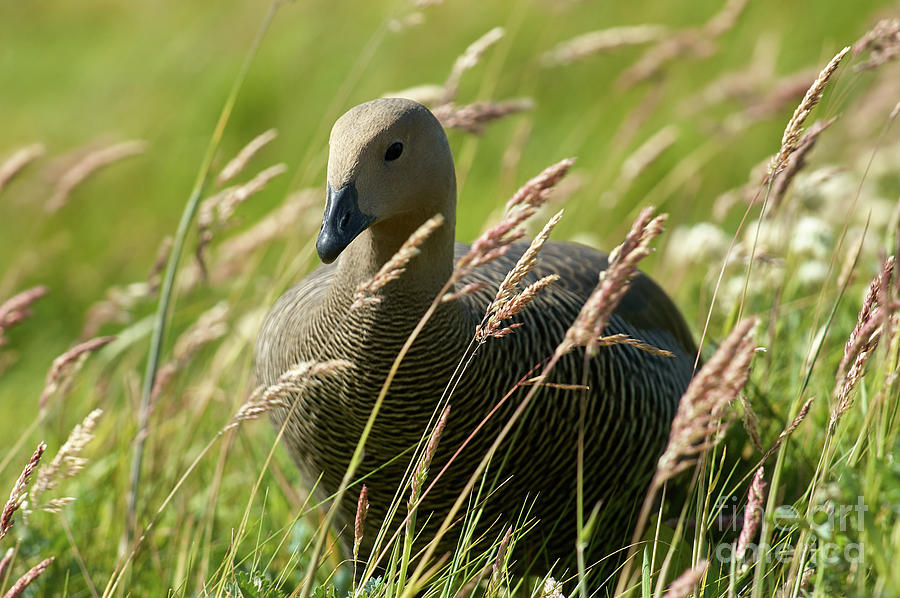 Goose in grass Photograph by Matteo Del Grosso