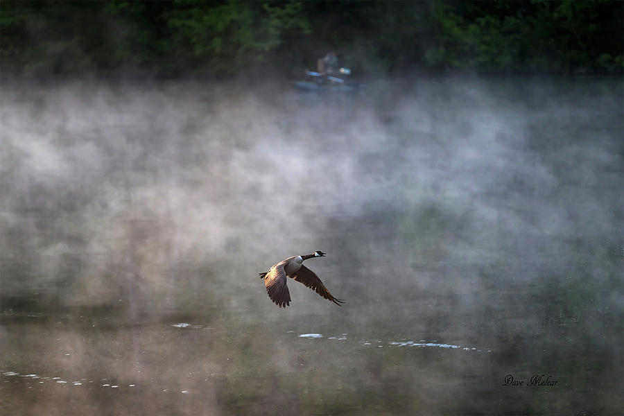Goose in Mist Photograph by Dave Melear