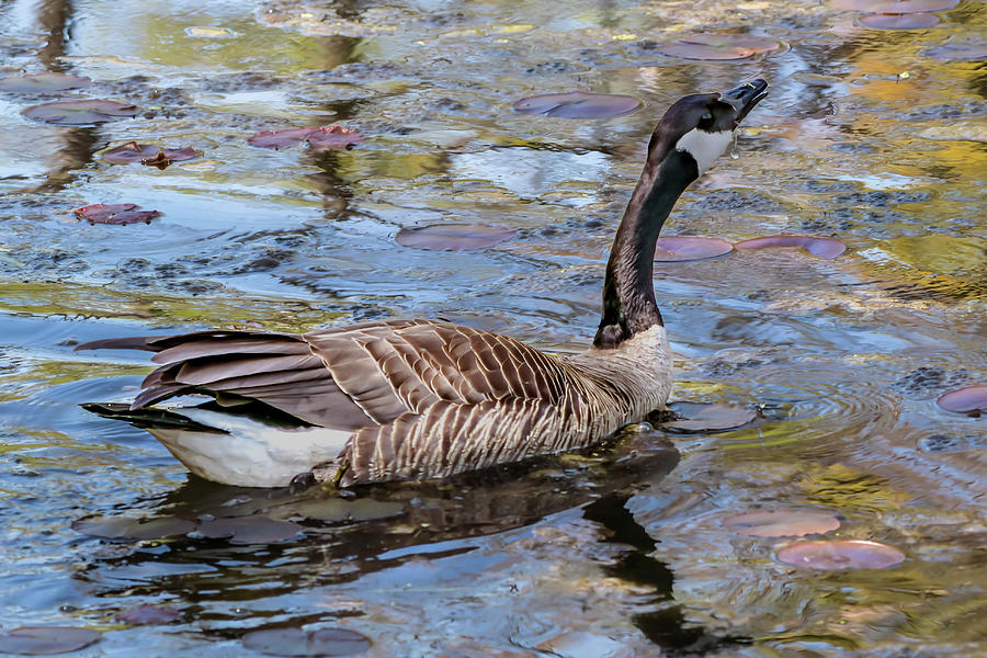 Goose in Pastel Photograph by Gary Friedlander - Fine Art America