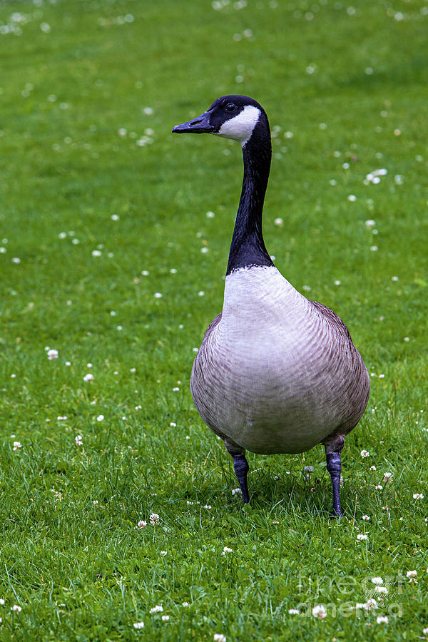 Goose in the Green Grass Photograph by David Millenheft