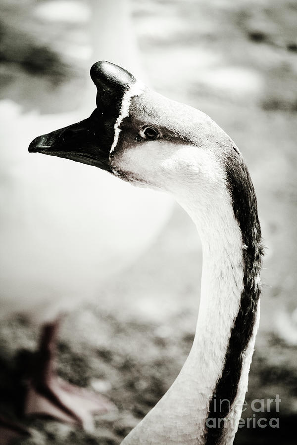 Goose Jerez Zoo Vertical Black and White Photograph by Eddie Barron