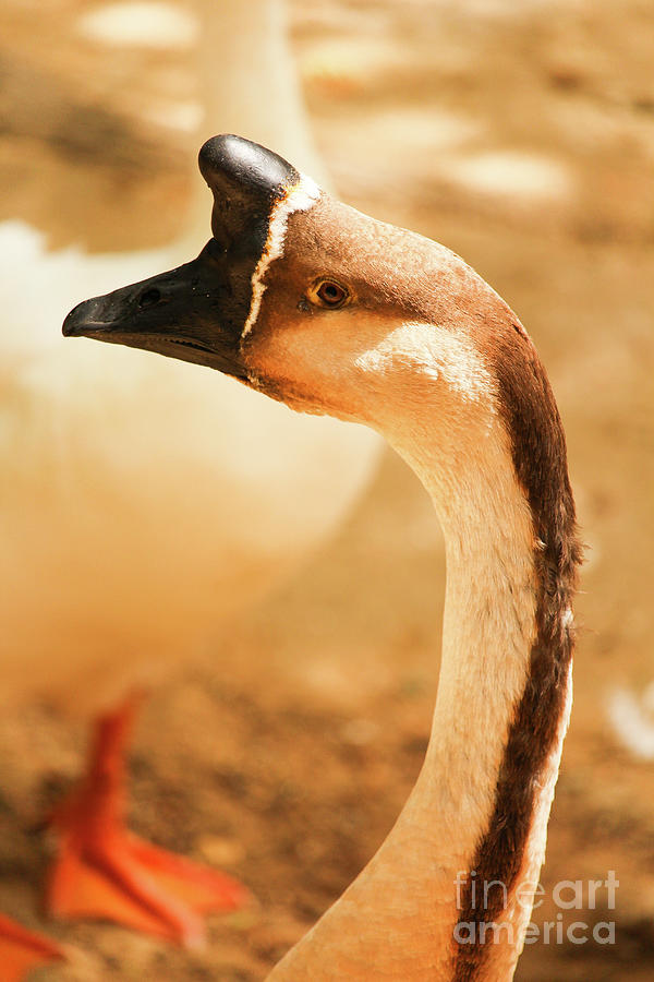 Goose Jerez Zoo Vertical Photograph by Eddie Barron