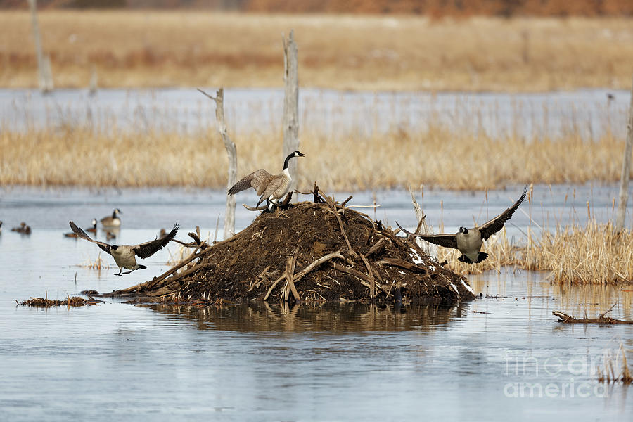 Geese Photograph - Goose King of the Beaver Mound by Natural Focal Point Photography