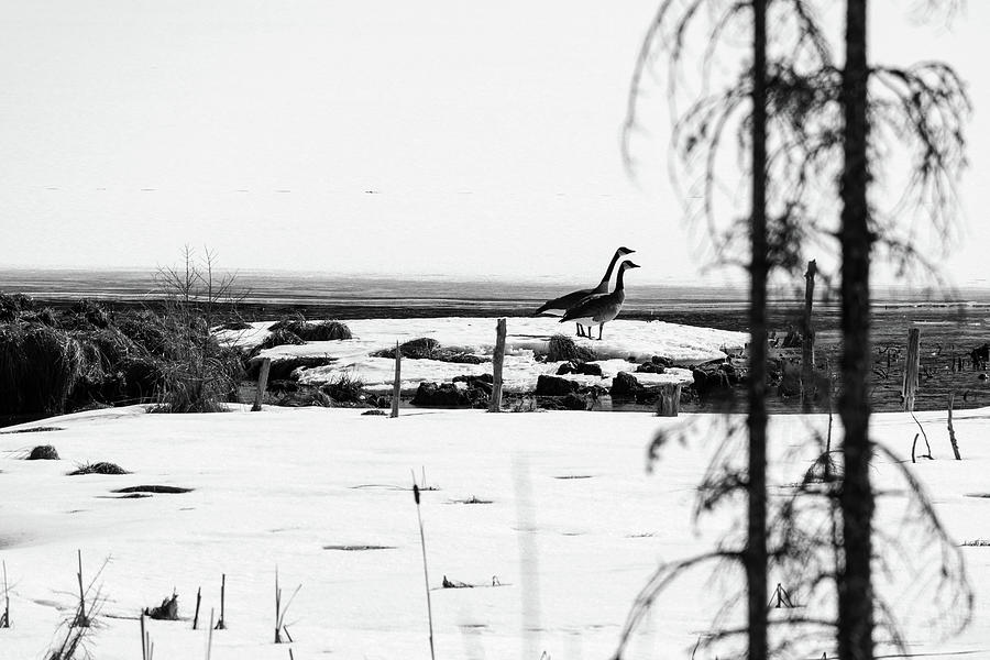 Goose on lake Photograph by Nathan Wasylewski
