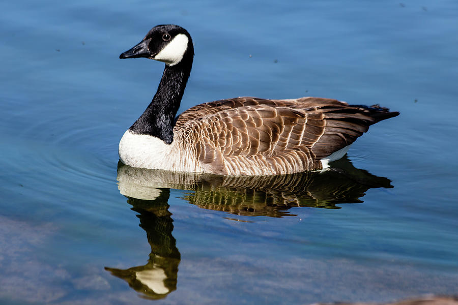 Goose on lake Photograph by SAURAVphoto Online Store