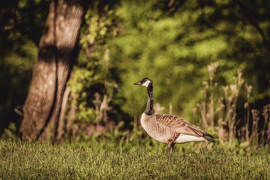 Goose On The Loose Photograph