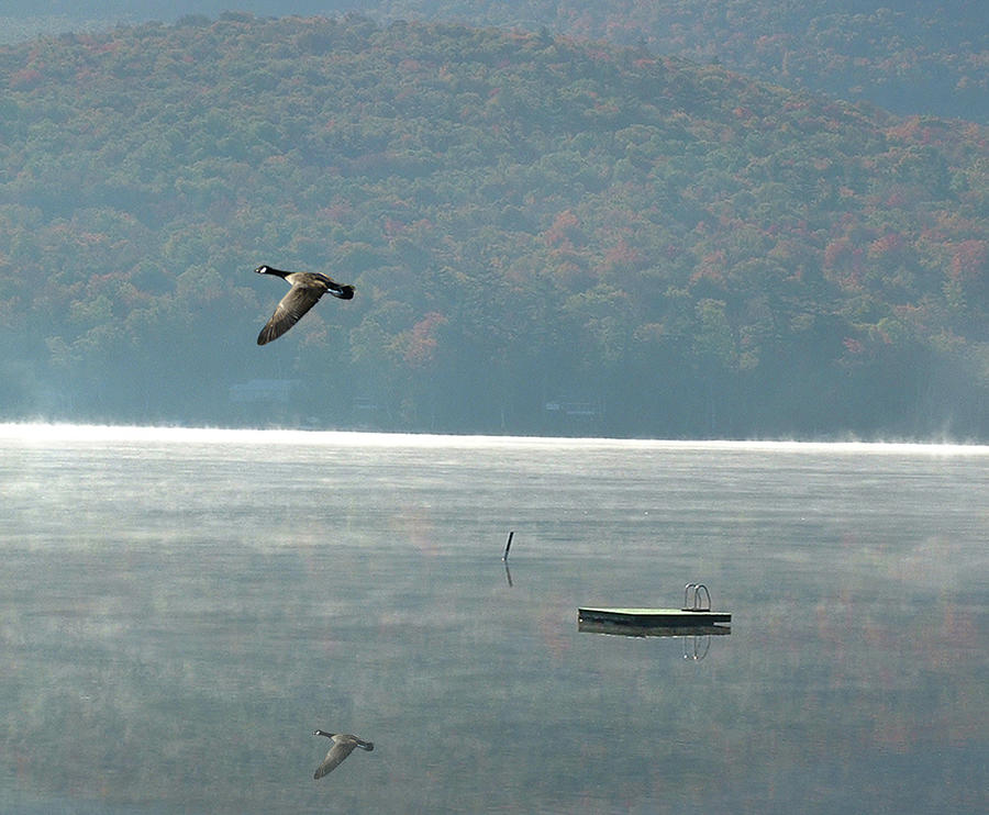 Goose Over Stinson Lake Photograph by Wayne King