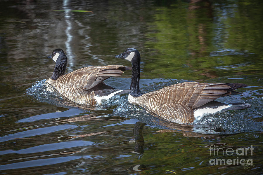Goose Pair, Birds, Pond, Photograph by David Millenheft