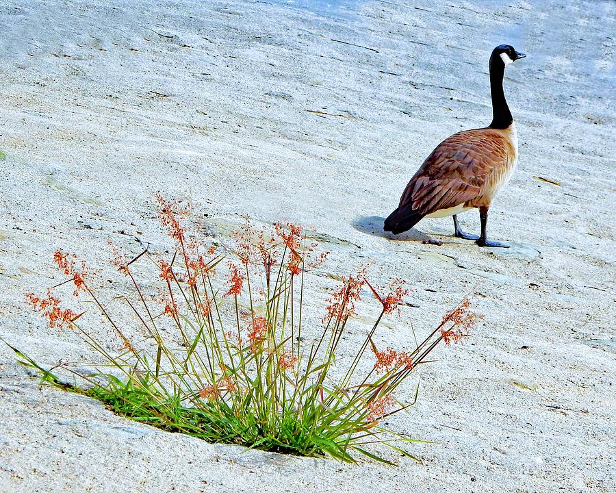 Goose Plant Beauty Photograph by Andrew Lawrence