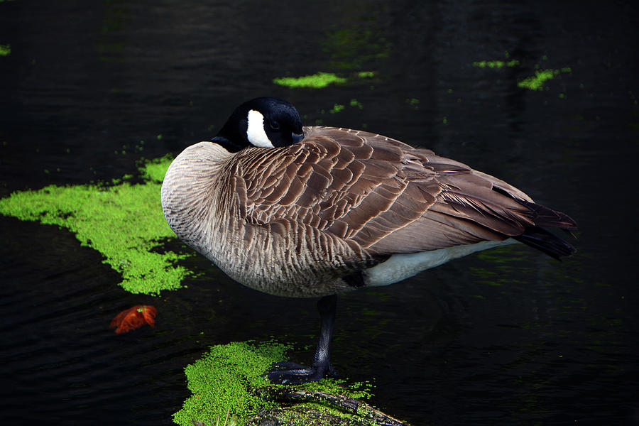 Goose Playing Hide and Go Seek Photograph by Raymond Salani III