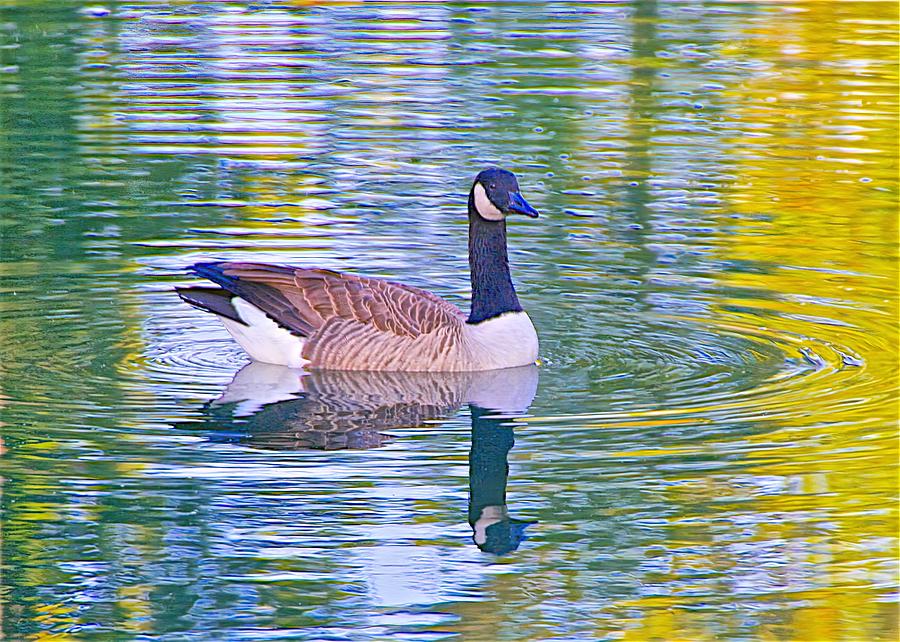 Goose, Pond, and Reflection Photograph by John Butler - Fine Art America