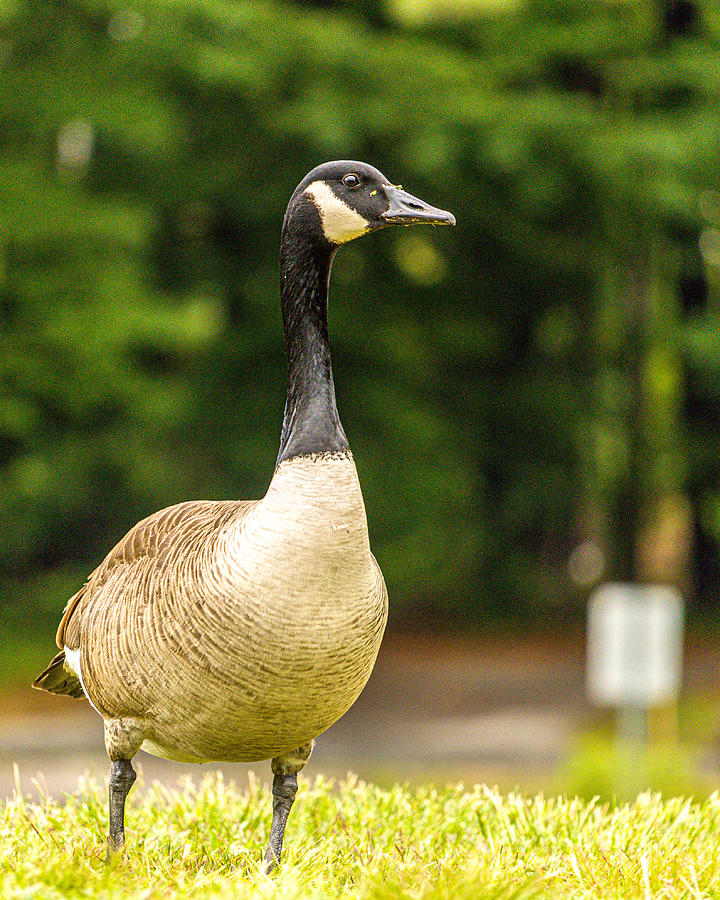 Goose Portrait Photograph by Rick Nelson