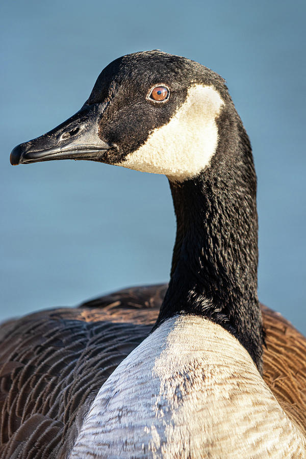 Goose Pose Photograph by Jordan Hill