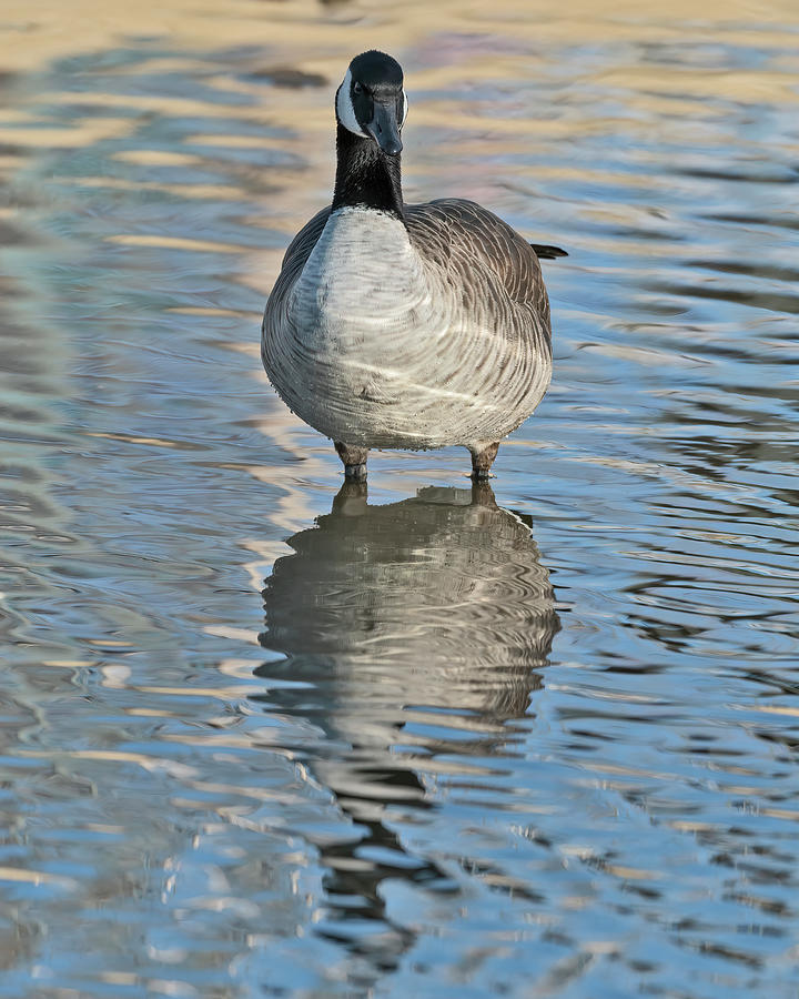 Goose reflection  Photograph by Gary Langley