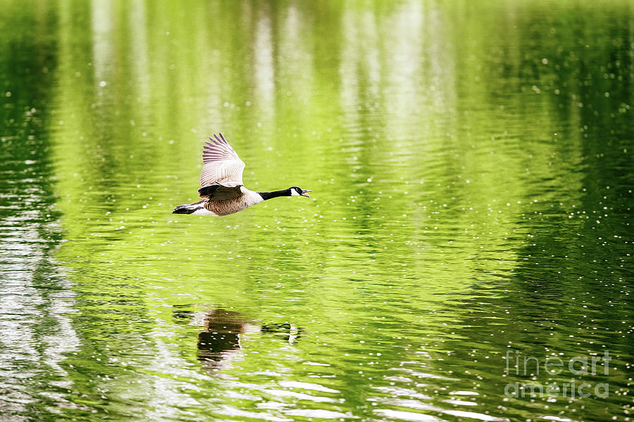 Wildlife Photograph - Goose Reflections on the Pond by Scott Pellegrin