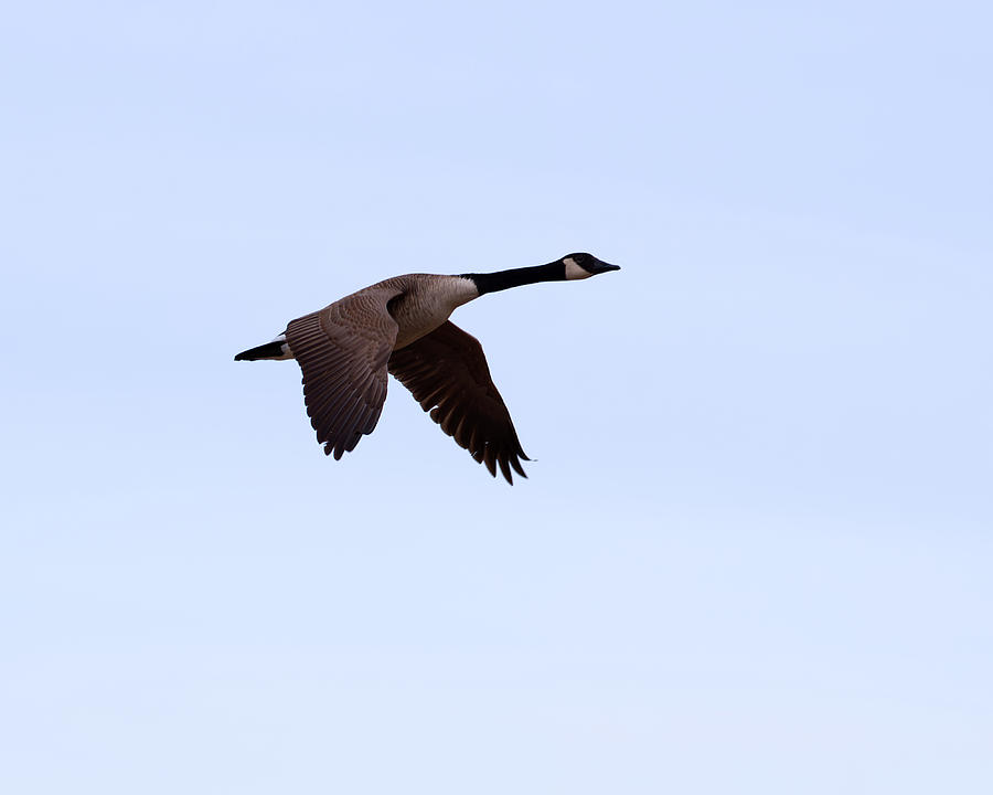 Goose Solo Flight Photograph by Flinn Hackett