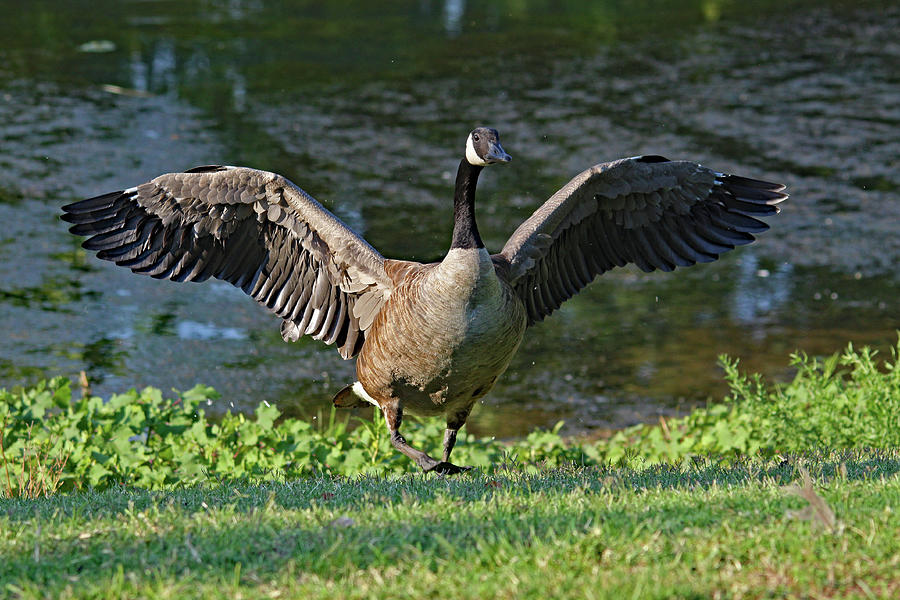 Goose spread Photograph by RC Photo - Fine Art America