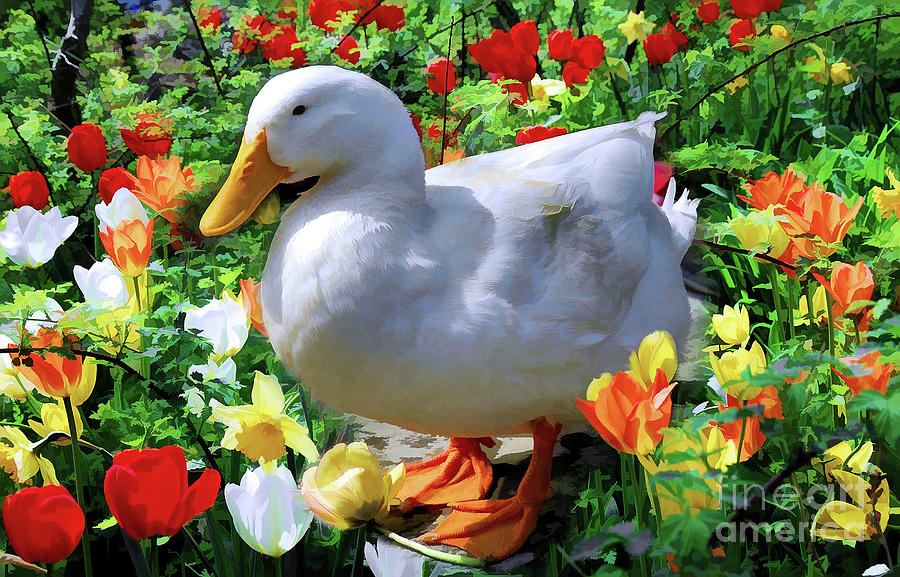 Goose Standing in the Tulips Photograph by Elaine Manley