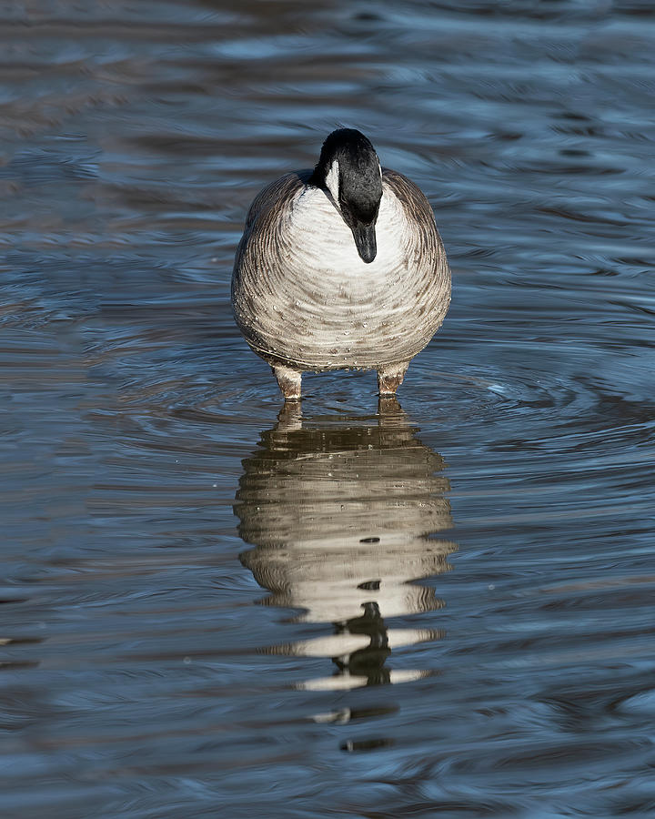 Goose staring at reflection Photograph by Gary Langley