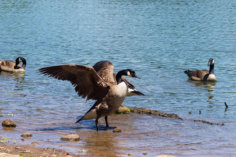 Goose Stretching by a Summer Lake Photograph by Auden Johnson