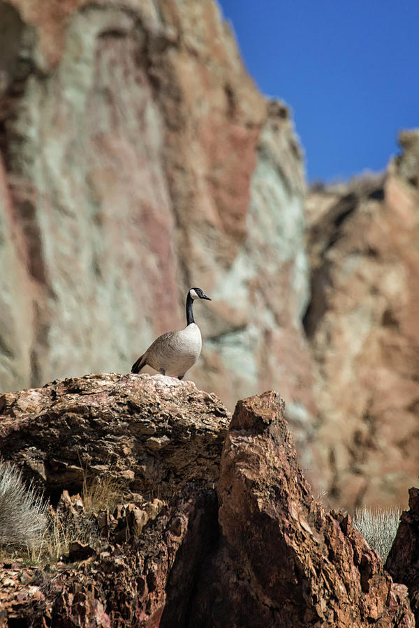 Goose Surveying the Scene at Smith Rock Photograph by Belinda Greb