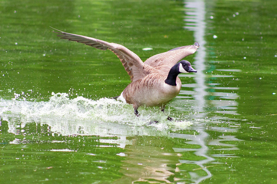 Goose Taking Flight Photograph by Auden Johnson