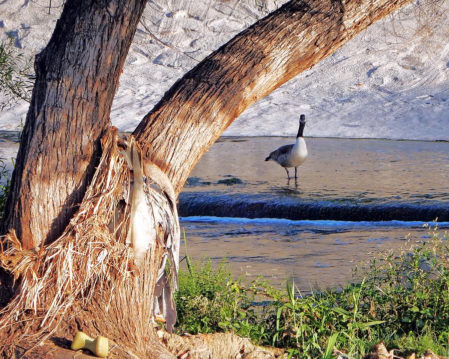 Goose Tree Photograph by Andrew Lawrence - Pixels