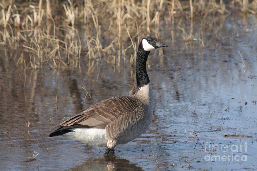 Goose walking in water Photograph by Stephen Thomas | Fine Art America