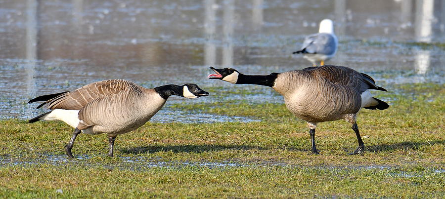 Goose War Photograph by Rick Ulmer - Fine Art America