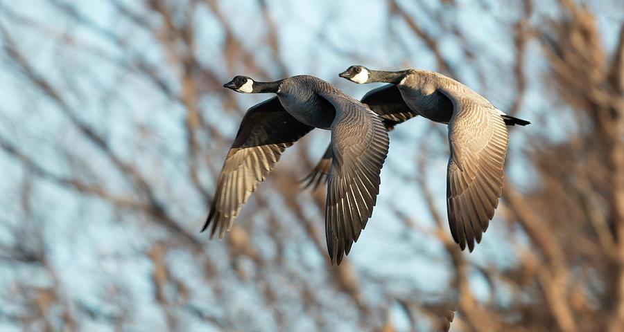 Goose with a tail gater Photograph by Gary Langley