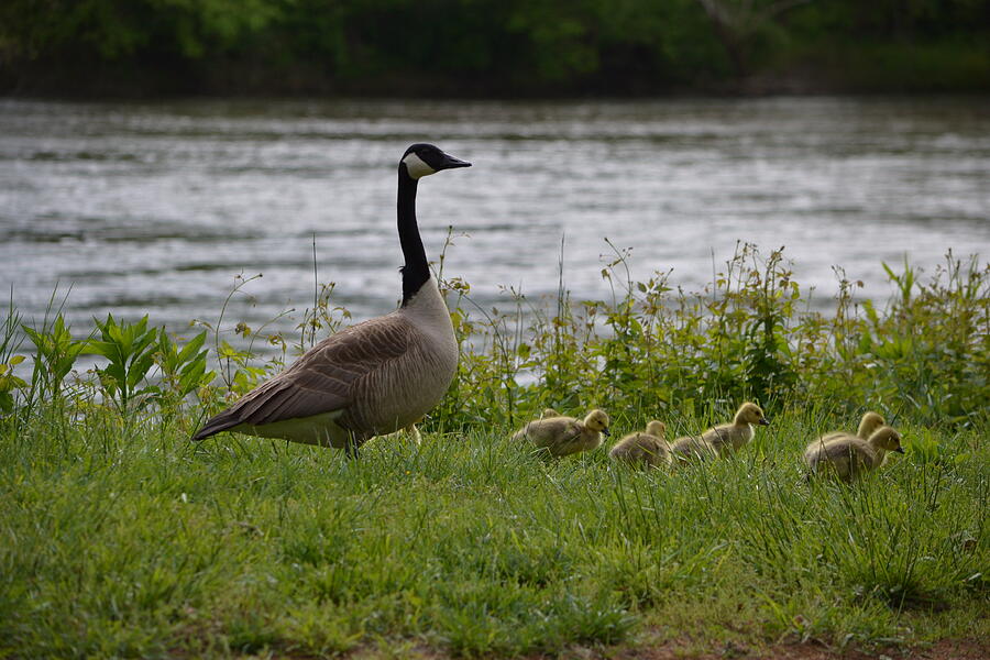 Goose with goslings Photograph by Kathy Lyon-Smith - Fine Art America