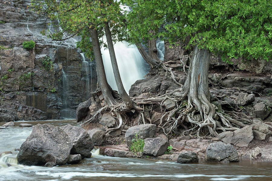 GooseBerry Falls Roots Photograph by Donald Tredinnick GooseBerry Falls Roots Photograph by Donald Tredinnick