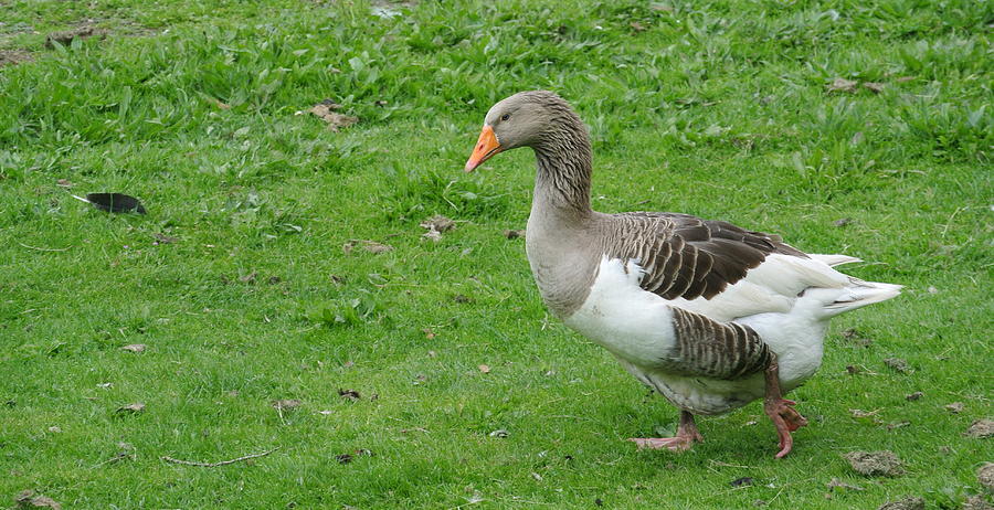 Goosey Goosey Gander WF Photograph by Lynne Iddon - Fine Art America