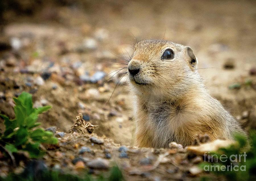 Gopher Photograph by Darcy Dietrich
