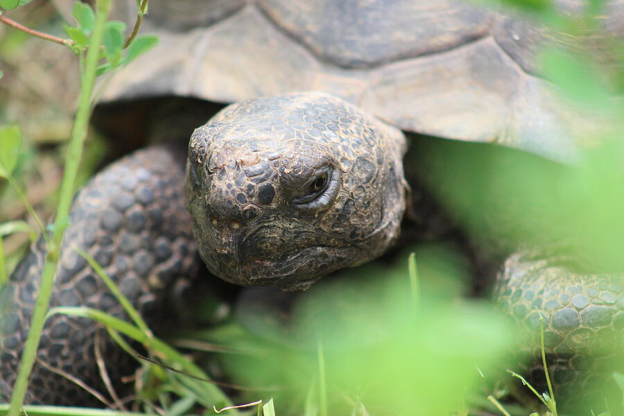 Gopher It Photograph by Larry Kniskern - Fine Art America