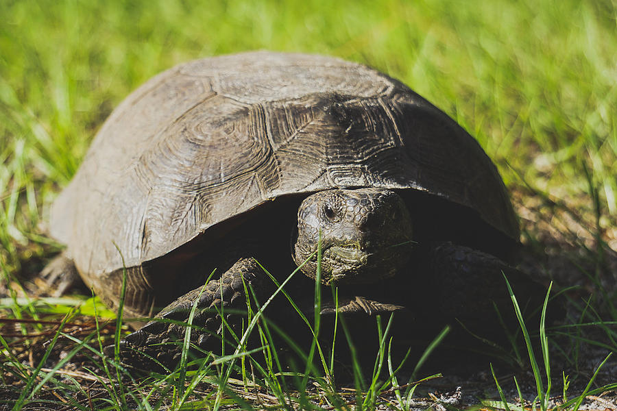 Gopher tortoise eating grass. Photograph by John Hecker - Pixels