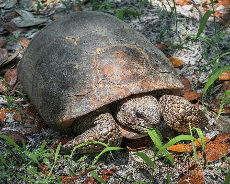 Gopher Tortoise Eating Photograph By Patrick Lynch - Fine Art America