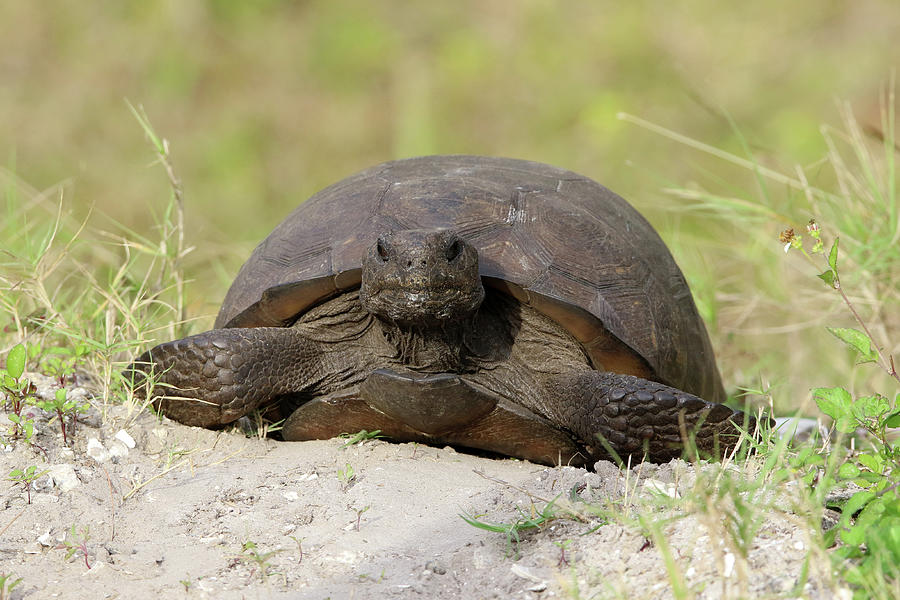 Gopher Tortoise Florida Photograph by Bob Savage | Fine Art America