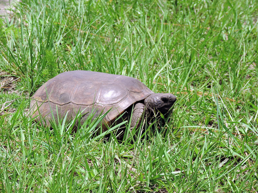 Gopher Tortoise Threatened Species Photograph by Leesie Annie Designs ...