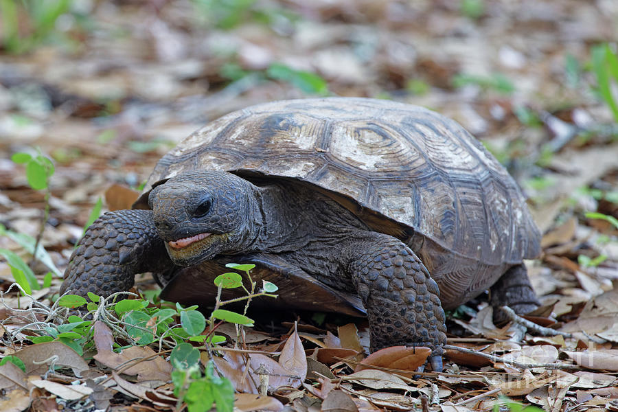 Gopher Tortoise Photograph by Natural Focal Point Photography