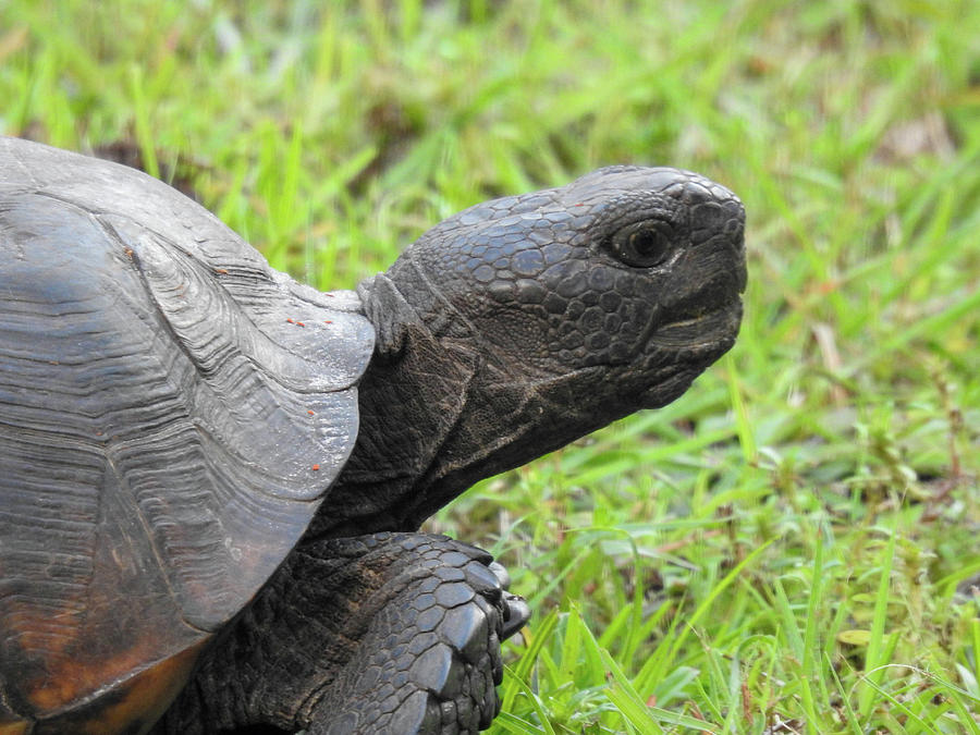 Gopher tortoise near Siesta Key, Florida Photograph by Lisa Crawford ...