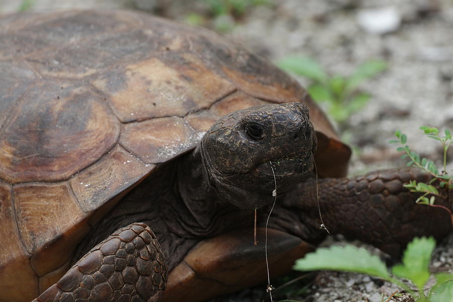 Gopher Tortoise Photograph by Norman Cannon - Fine Art America