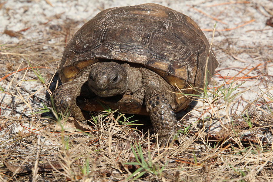 Gopher Tortoise On A Leisurely Walk Photograph By Brian Baker - Fine 