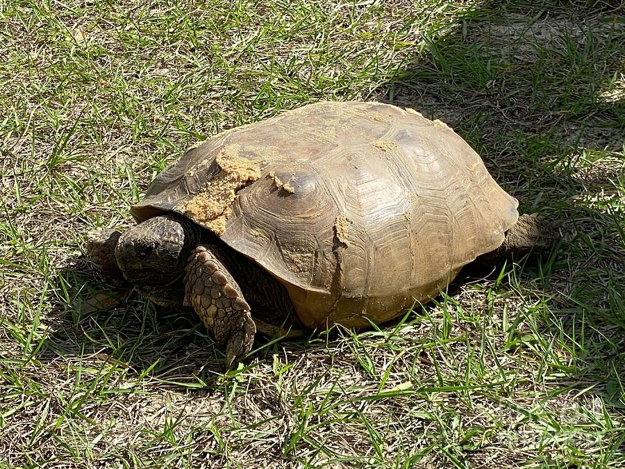 Gopher Tortoise On Grass Photograph by Sarah Tepe - Fine Art America