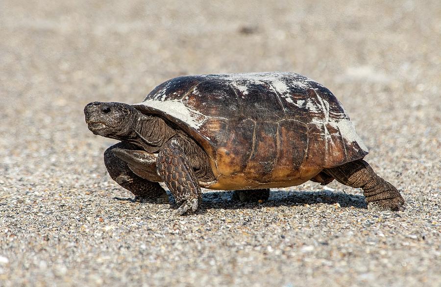 Gopher Tortoise on the Beach Photograph by Bradford Martin